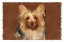 Miniature : Carte postale d'un chien yorkshire. 