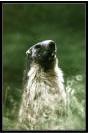 Miniature : Carte postale d'une marmotte dans l'eau. 