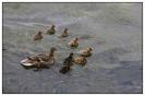 Miniature : Carte postale d'un famille de canards colverts. 