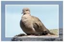 Miniature : Carte postale d'un oiseau : Tourterelle. 