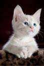Miniature : Photo d'un mignon petit chaton blanc 