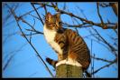 Miniature : Un chat assis sur une souche d'arbre 