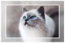 Miniature : Un magnifique chat blanc aux yeux bleus 