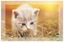 Miniature : Un joli petit chaton 