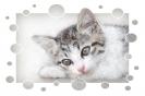 Miniature : Un joli petit chaton 