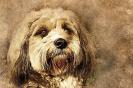 Miniature : Jolie carte postale portrait d'un chien 