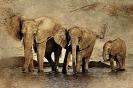 Miniature : Carte postale de plusieurs éléphants 