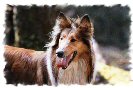 Miniature : Carte postale d'un chien berger d'Ecosse (Colley). 