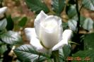 Miniature : Carte postale d'une rose blanche. 