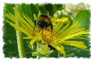 Miniature : Carte postale d'une abeille qui butine. 