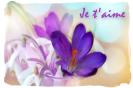 Miniature : Une carte orne de fleurs, Crocus pour dclarer son amour 