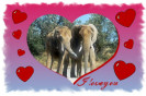 Miniature : Dclarez votre flamme avec cette carte postale d'un joli couple d'lphants. 