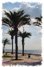 Miniature : Carte postale de Tunisie. Promenade de Hammamet. 