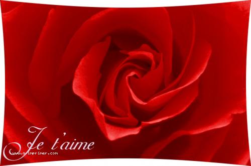 Une jolie rose rouge pour déclarer votre amour.