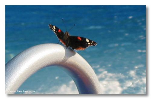 Carte postale d'un Papillon sur une chelle de piscine.