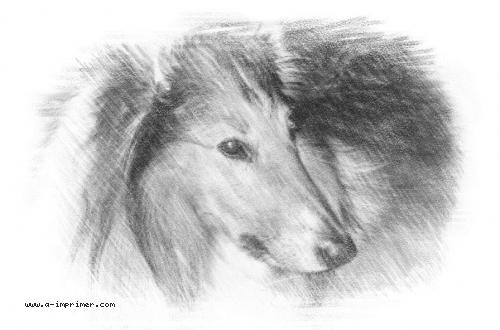 Carte postale d'un dessin de chien berger d'Ecosse (Colley).