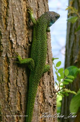 Carte postale d'un lzard vert sur un arbre.