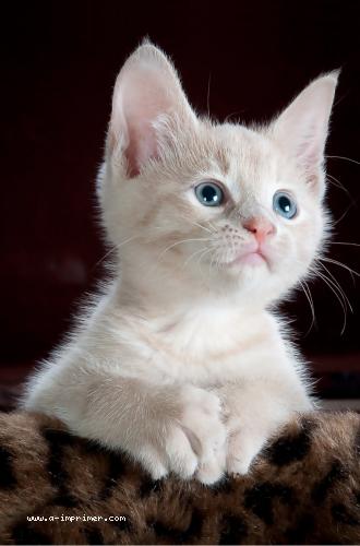 Photo d'un mignon petit chaton blanc