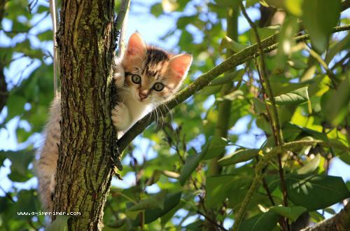 Un joli petit chaton dans un arbre
