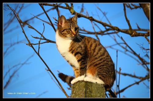 Un chat assis sur une souche d'arbre