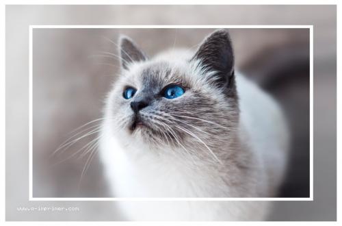 Un magnifique chat blanc aux yeux bleus