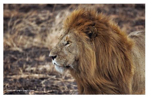 Magnifique photo d'un lion