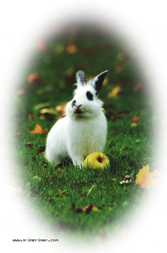 Photo d'un petit lapin blanc prs d'une pomme, dans l'herbe