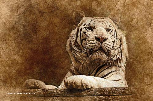 Carte postale d&un portrait de tigre