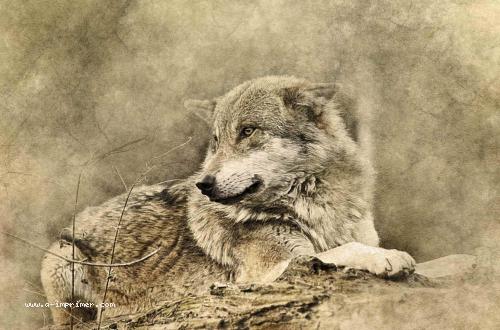 Carte postale d'un loup
