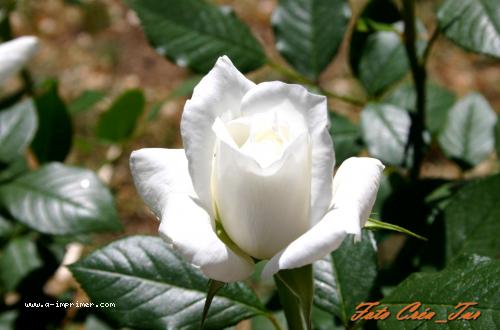 Carte postale d'une rose blanche.
