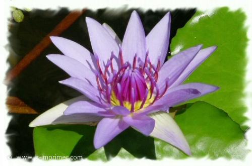 Carte postale d'une fleur de lotus.