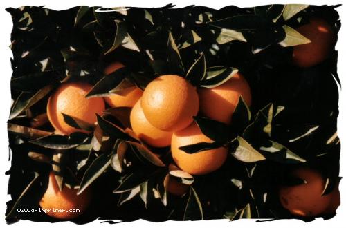 Une carte postale d'oranges encore sur l'arbre.