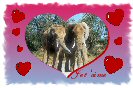 Miniature : Dclarez votre flamme avec cette carte postale d'un joli couple d'lphants.
