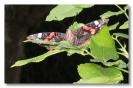 Miniature : Carte postale d'un Papillon posé sur une feuille.