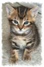 Miniature : Carte postale d'un petit chaton tigr.
