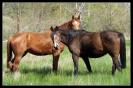 Miniature : Carte postale d'un couple de chevaux.