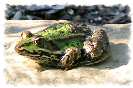 Miniature : Carte postale d'une grenouille. 