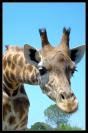 Miniature : Carte postale de la tte d'une girafe.