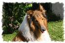 Miniature : Carte postale d'un chien berger d'Ecosse (Colley). 