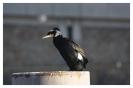 Miniature : Carte postale d'un oiseau : Grand cormoran. 
