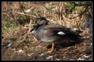 Miniature : Carte postale d'un canard chipeau.