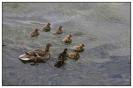 Miniature : Carte postale d'un oiseau : Canard colvert.