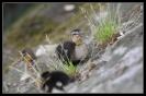 Miniature : Carte postale d'un bb colvert. 