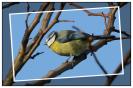 Miniature : Carte postale d'un oiseau : Msange bleue.