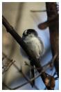 Miniature : Carte postale d'un oiseau : Msange  longue queue.