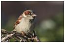 Miniature : Carte postale d'un oiseau : Moineau domestique. 