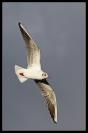 Miniature : Carte postale d'un oiseau : Mouette rieuse.