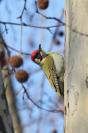 Miniature : Carte postale d'un oiseau : Pic Vert. 