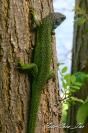 Miniature : Carte postale d'un lzard vert sur un arbre. 