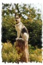 Miniature : Carte postale d'un chien berger Allemand assis sur un tronc d'arbre.